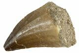 Fossil Mosasaur (Thalassotitan) Tooth - Morocco #345094-1